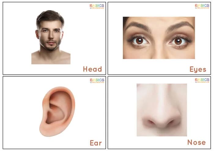 Body Parts Flashcards for Kids: Free Learning PDF-PDF1