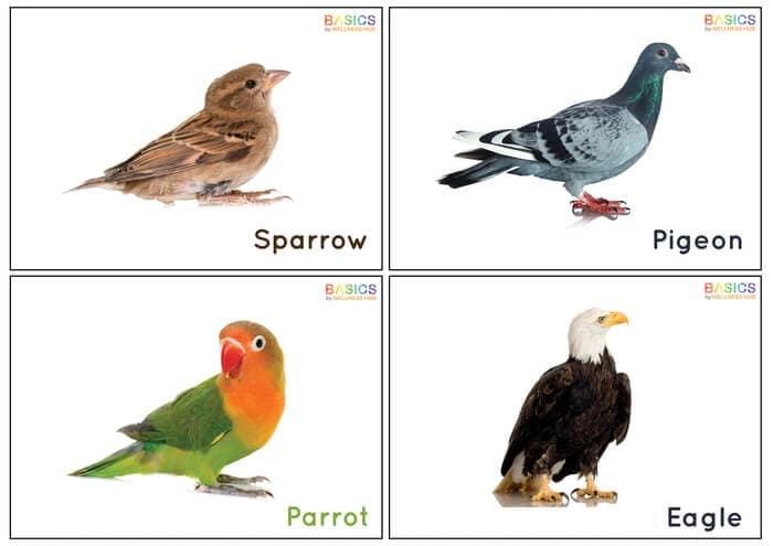 Birds Flashcards for Kids – Free Printable PDF-PDF1
