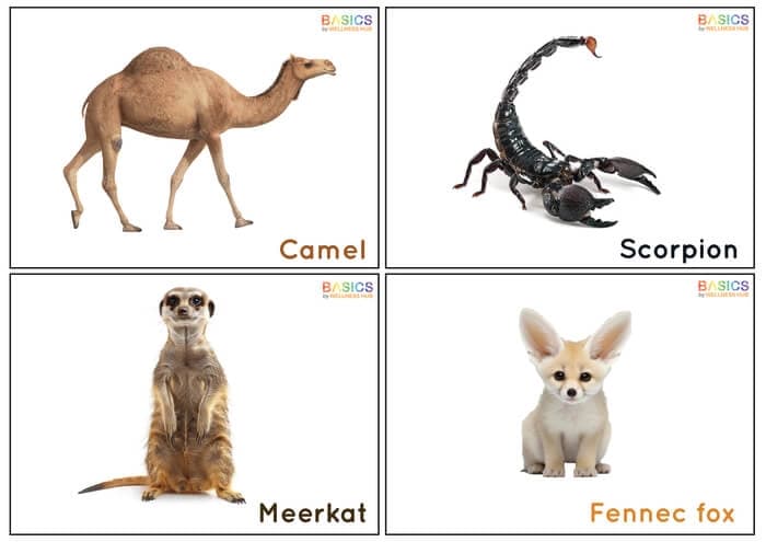 Desert Animals Flashcards for Kids – Free Printable PDF-PDF1