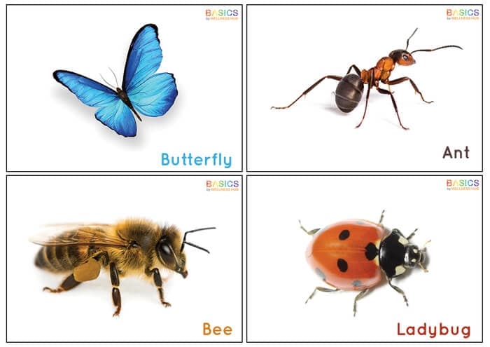 Insects Flashcards for Kids – Free Printable PDF-PDF1