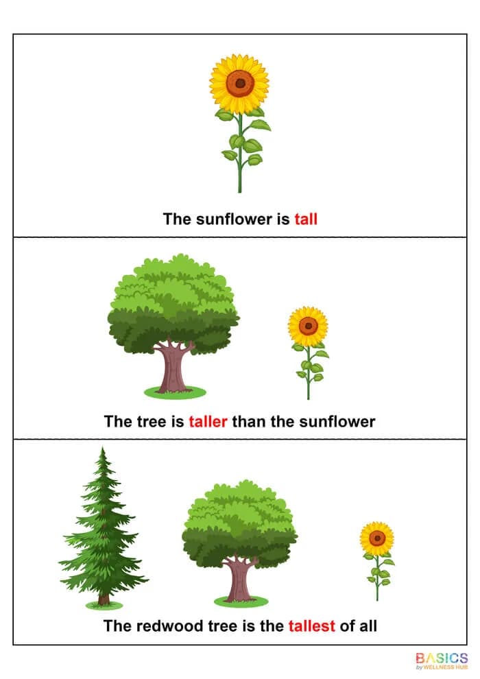 Tall and Short Flashcards: Teach Height Comparison with Everyday Objects-PDF2