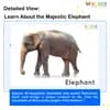 Wild Animals Flashcards for Kids: Free Printable PDF