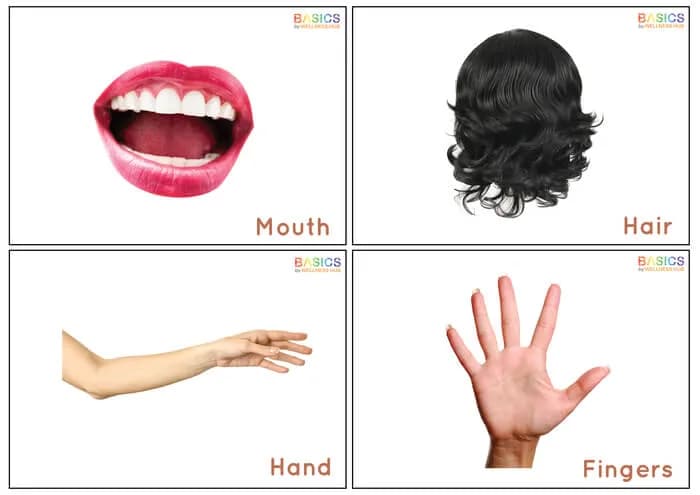 Body Parts Flashcards for Kids: Free Learning PDF-PDF2