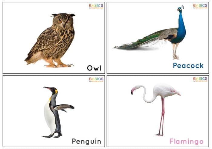 Birds Flashcards for Kids – Free Printable PDF-PDF2