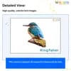 Birds Flashcards for Kids – Free Printable PDF