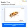 Insects Flashcards for Kids – Free Printable PDF