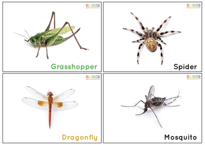 Insects Flashcards for Kids – Free Printable PDF-PDF2