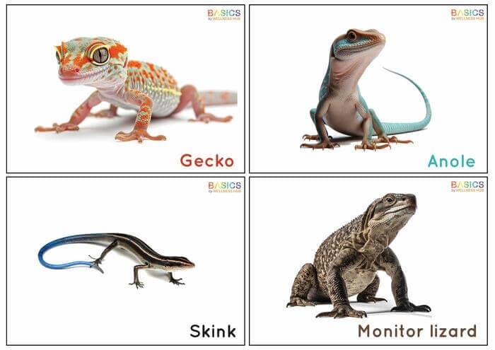 Reptiles Flashcards for Kids – Free Printable PDF-PDF2
