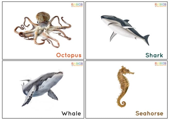 Water Animals Flashcards for Kids – Free Printable PDF-PDF2