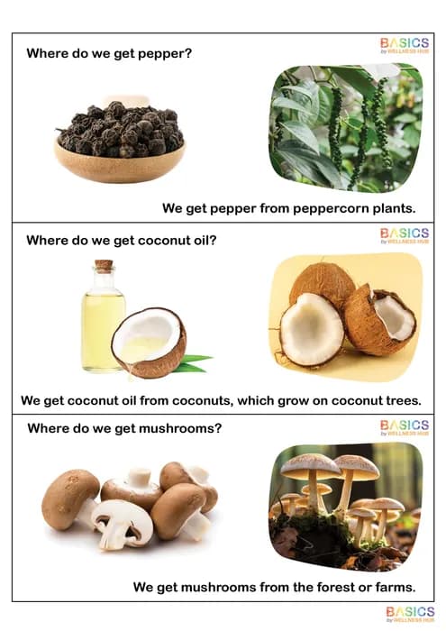 Where - Food and Its Origin: Illustrated Worksheet for Kids-PDF1