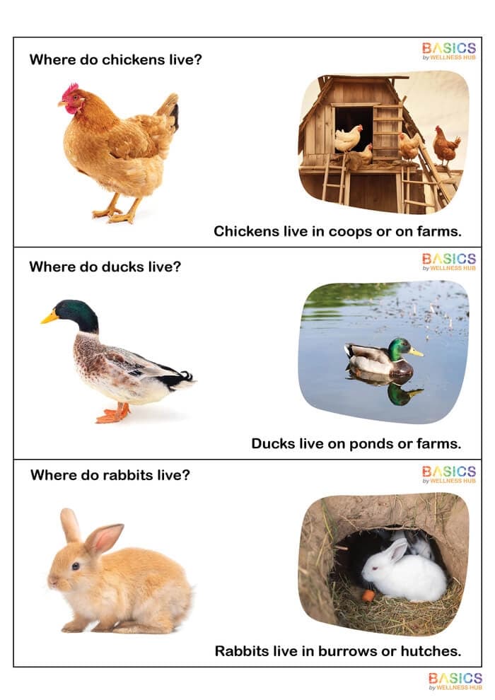 Where Questions in Nature – Printable Flashcards on Animals & Habitats-PDF2