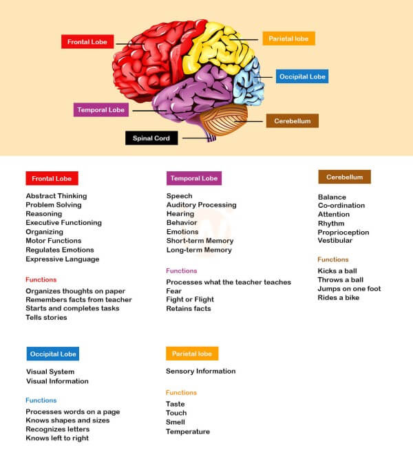 Cognitive Development and Play