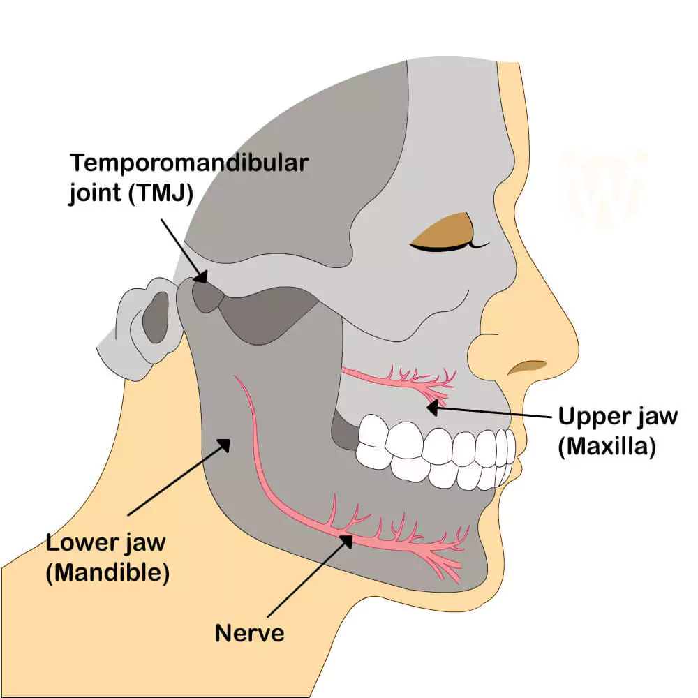 Oral Motor Exercises; Jaw Exercises 