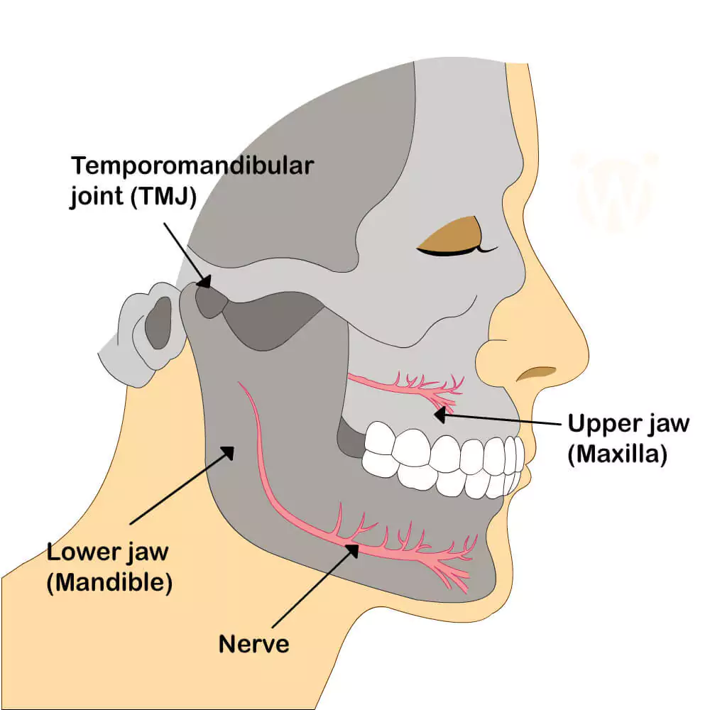 Oral Motor Exercises; Jaw Exercises