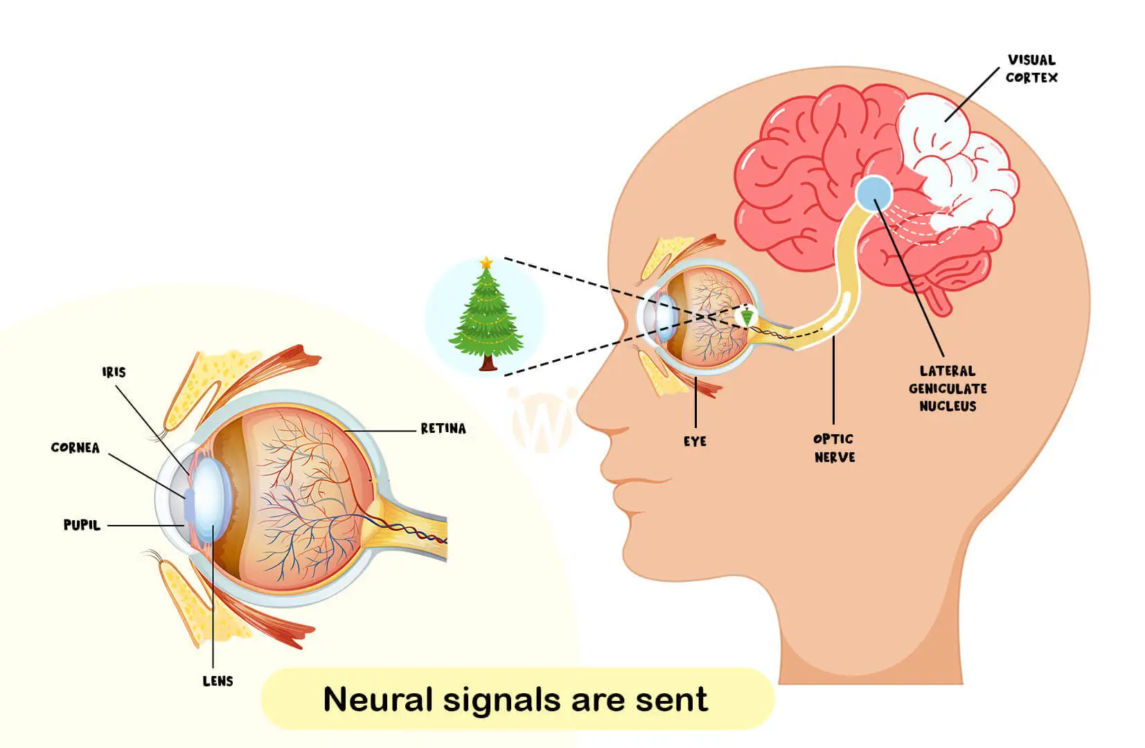 neural signals