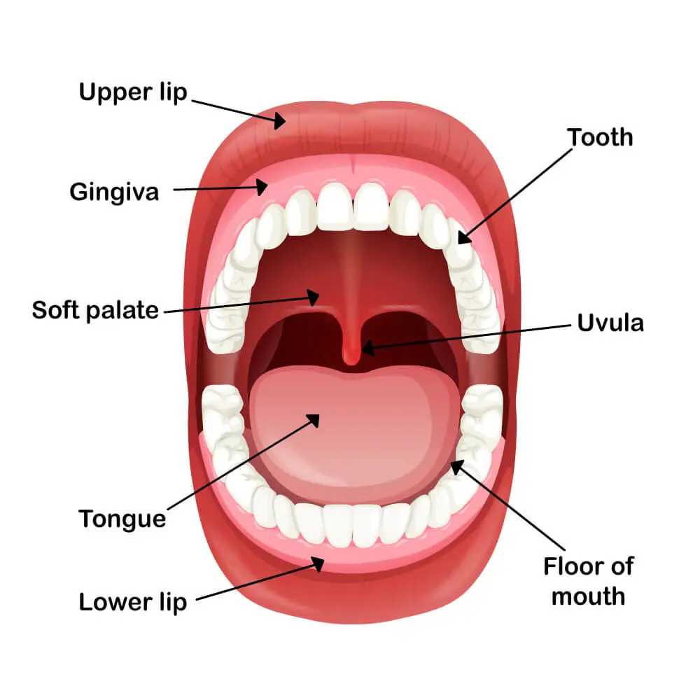 soft palate