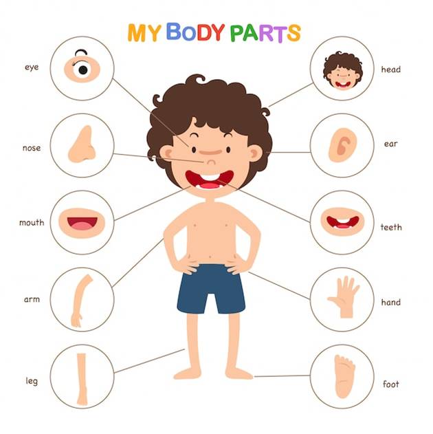 Naming a body part