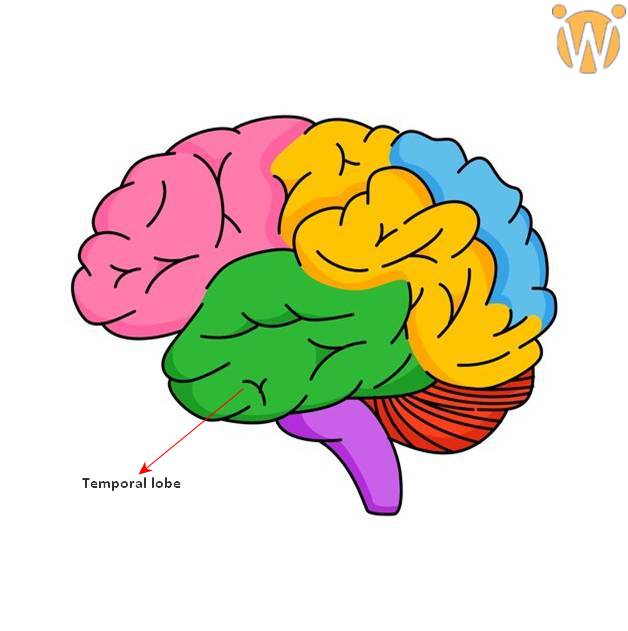 Understanding Transcortical Sensory Aphasia