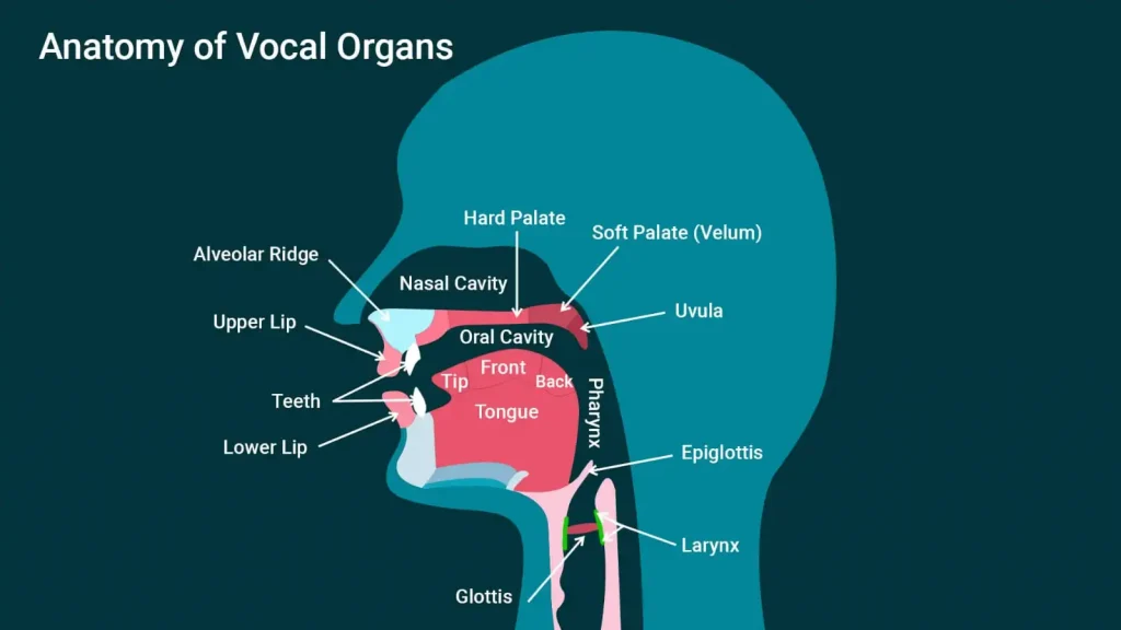 anatomy of vocal organs
